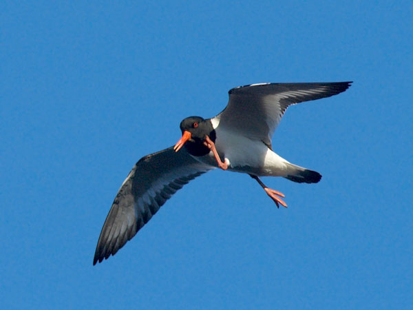 Meriharakka, Eurasian Oystercatcher, Haematopus ostralegus